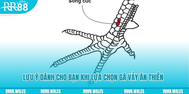 hello88z xổ số khánh hòa